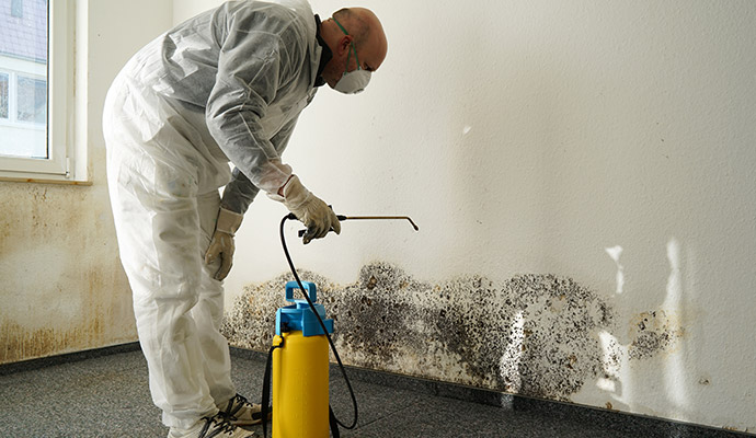Expert to Wipe Mold Out in Dallas