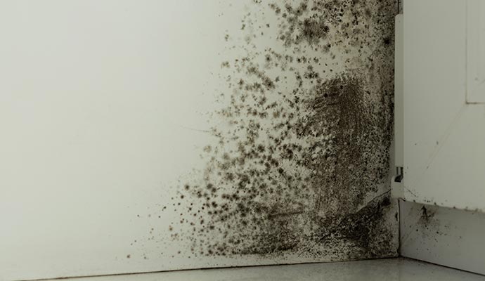 Interior wall showing mold growth and dark spots