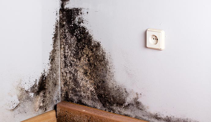 Mold damaged wall