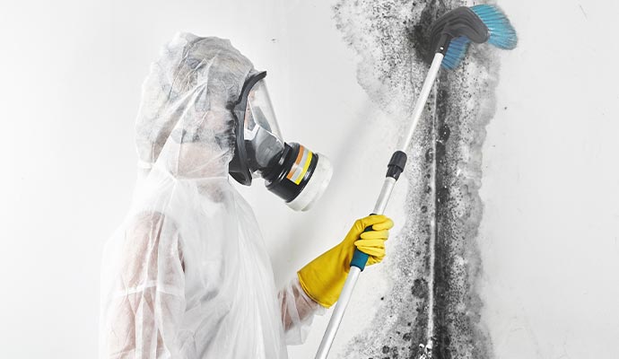 Expert mold remediation service