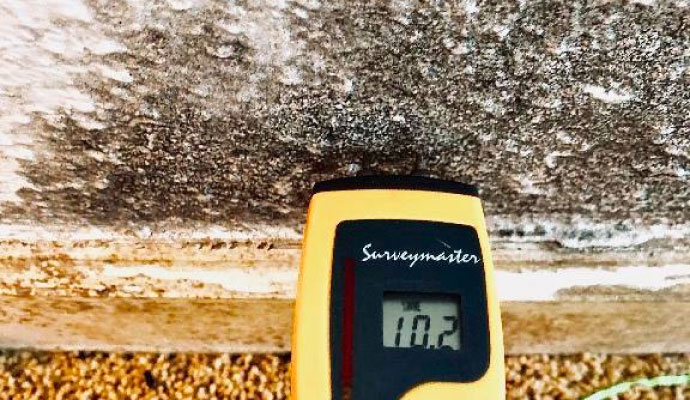 Third-Party Mold Testing in Dallas-Fort Worth