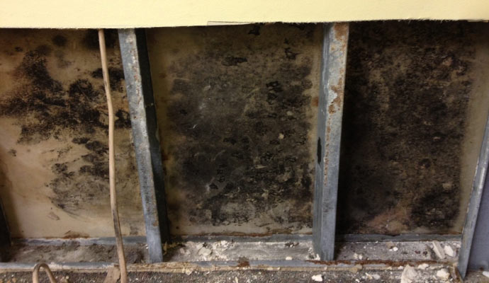Mold growth on wall